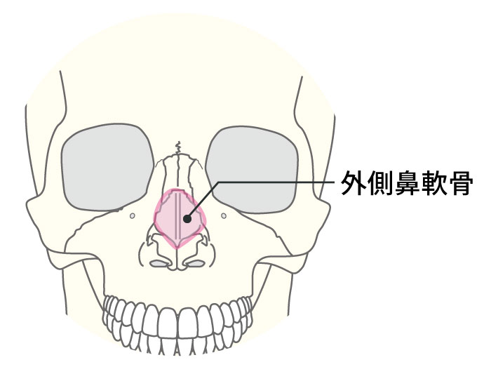 外側鼻軟骨