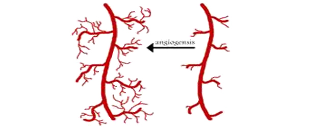 新生血管生成のイメージ図