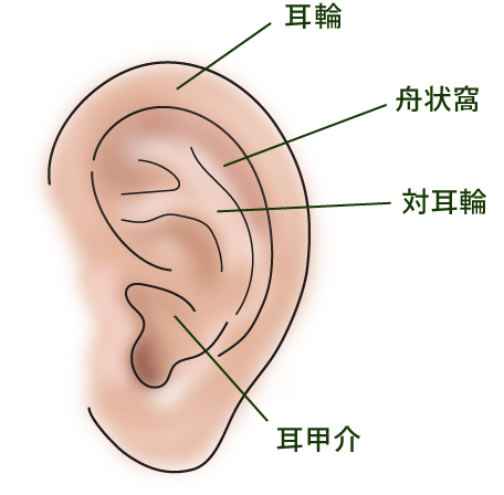 耳の構造