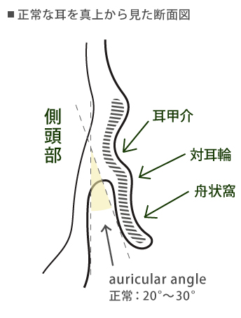 正常な耳の断面図