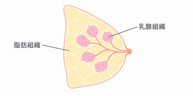 乳房を構成する脂肪組織と乳腺組織の模式図