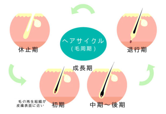ヒゲの毛周期と複数回照射のイメージ