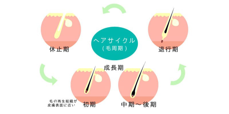 女性のヘアサイクルと薄毛が起こる仕組み