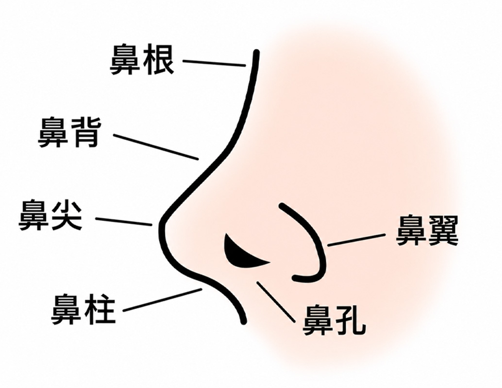 鼻骨や鼻翼軟骨など鼻の構造
