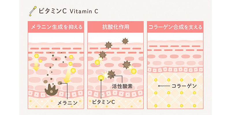 ビタミンCが肌に作用する仕組み