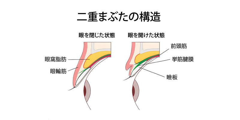 二重まぶたの仕組み