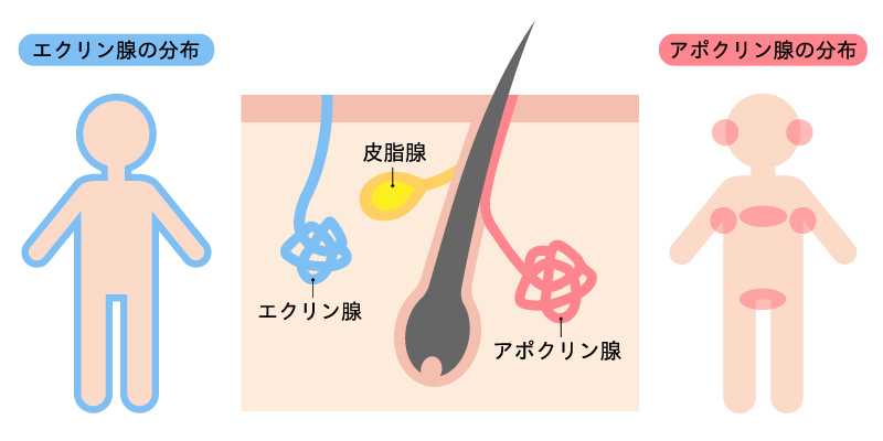 交感神経とエクリン汗腺によって脇汗が出る仕組み