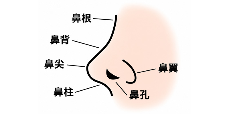 鼻根・鼻背・鼻尖・鼻柱・鼻翼の位置を示すイメージ