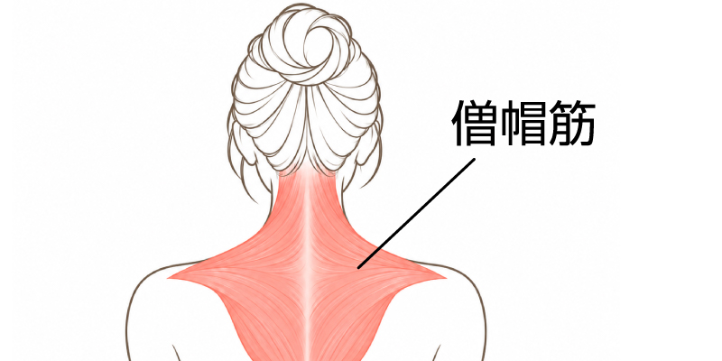 僧帽筋