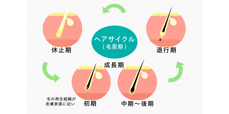 医療レーザー脱毛と毛周期の仕組みを示すイメージ