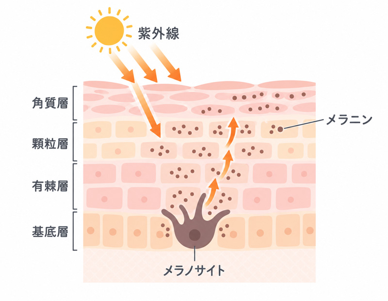 紫外線の刺激によってメラノサイトがメラニンを産生する仕組みを示した皮膚断面図