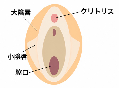 小陰唇と大陰唇の位置関係を示す解剖学的なイラスト