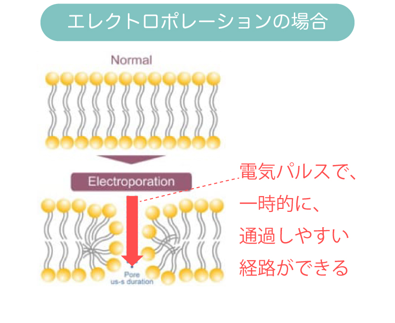 エレクトロポレーションの場合