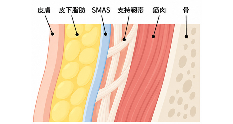 顔の皮膚・脂肪・筋肉・SMASなどの支持組織の構造
