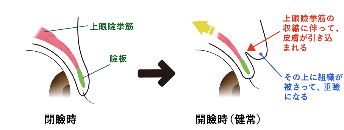 健常な重瞼の目の開閉のイラスト画像