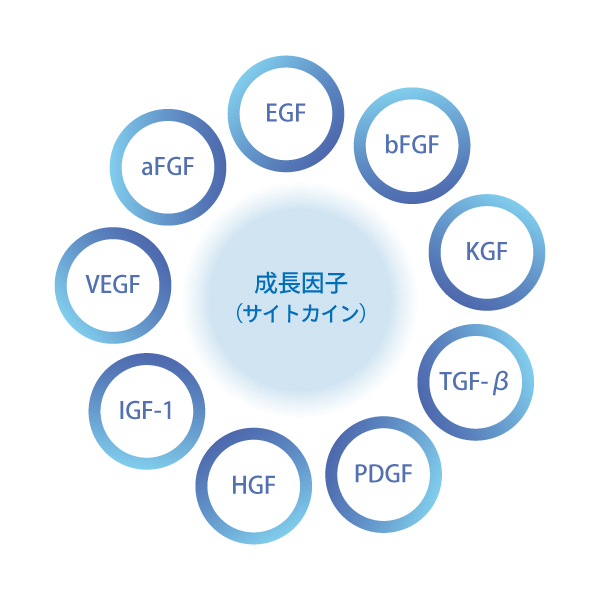 主要な成長因子の図