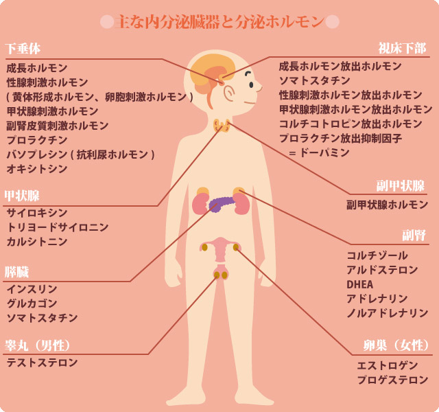 ナチュラルホルモン 更年期障害 ホルモンバランス エイジングケア アンチエイジング 合成ホルモン