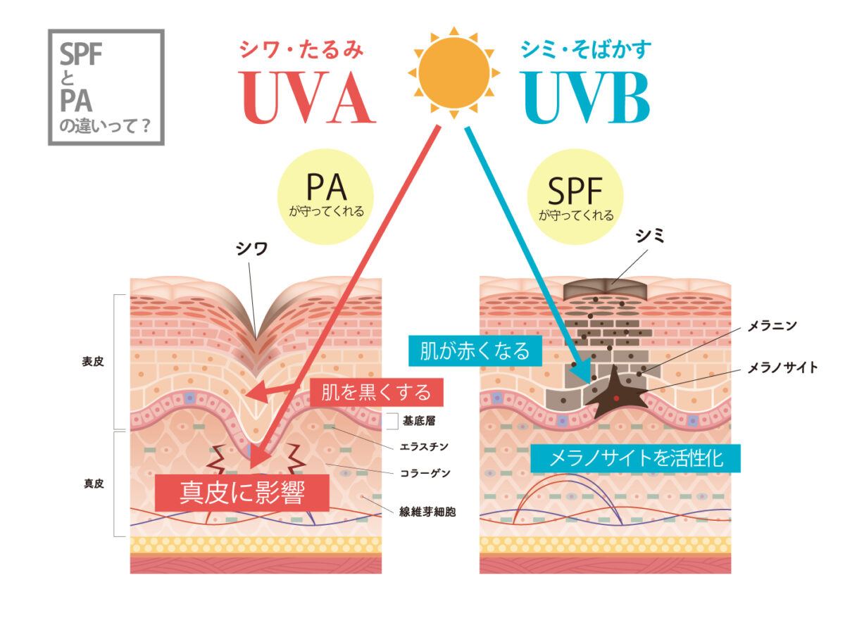 SPFとPAの違いの図