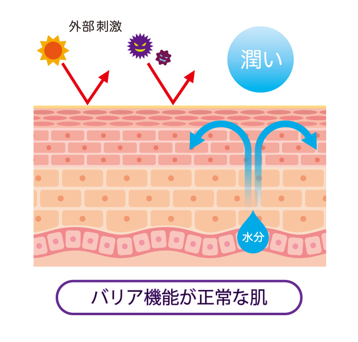 バリア機能が正常な肌の外部刺激から守る様子