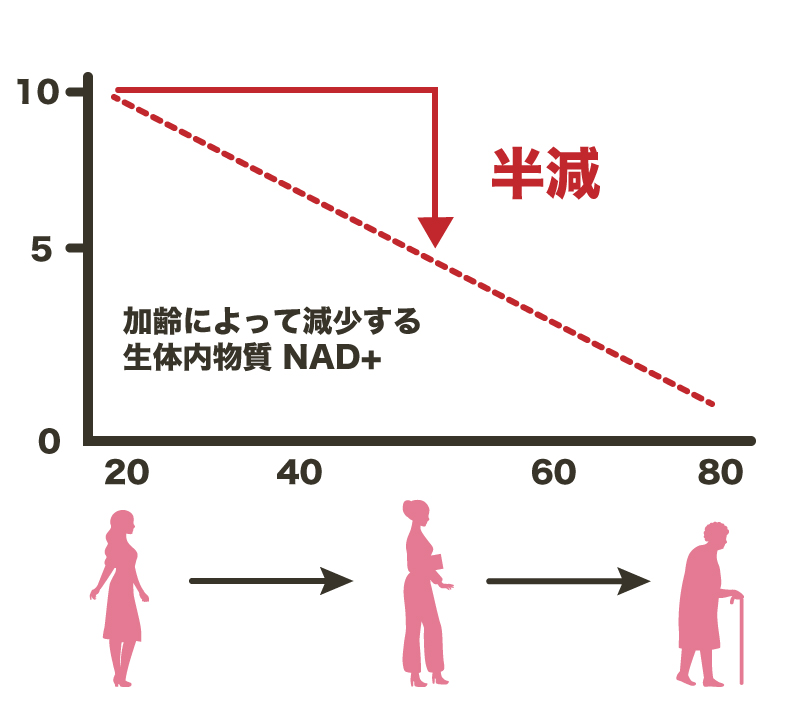 生体内物質NAD＋の加齢によって減少していく様子