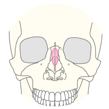 鼻骨骨切り術（鷲鼻修正）のページを公開しました。