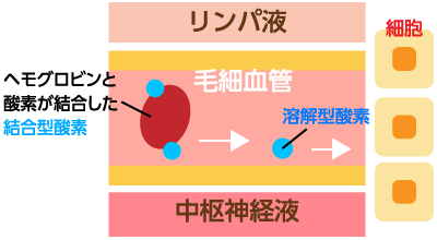 正常な血管に酸素が流れることを示したイラスト