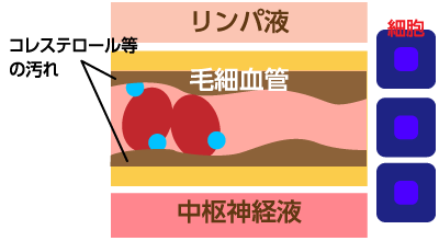 コレステロールなどの汚れで血中の酸素の流れが悪くなることを示したイラスト
