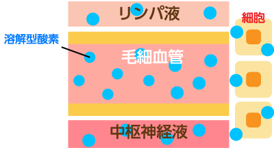酸素カプセルの効果でガスになった酸素が細胞に十分補給される様子を示したイラスト