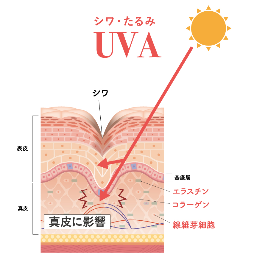 UVAが皮膚に及ぼす影響