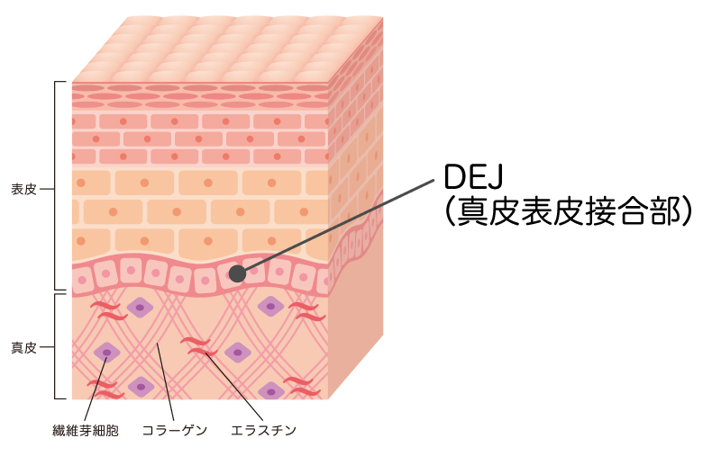 塗り込む前
