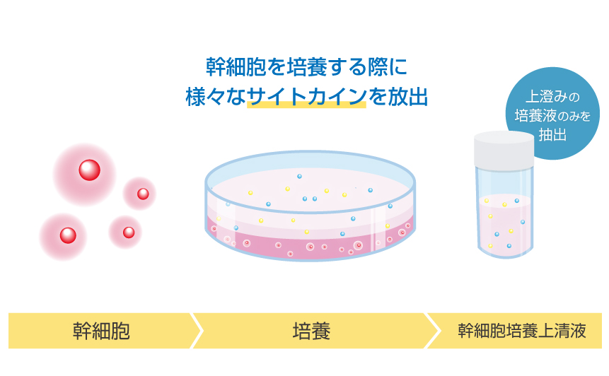 幹細胞培養上清液の加工の流れ
