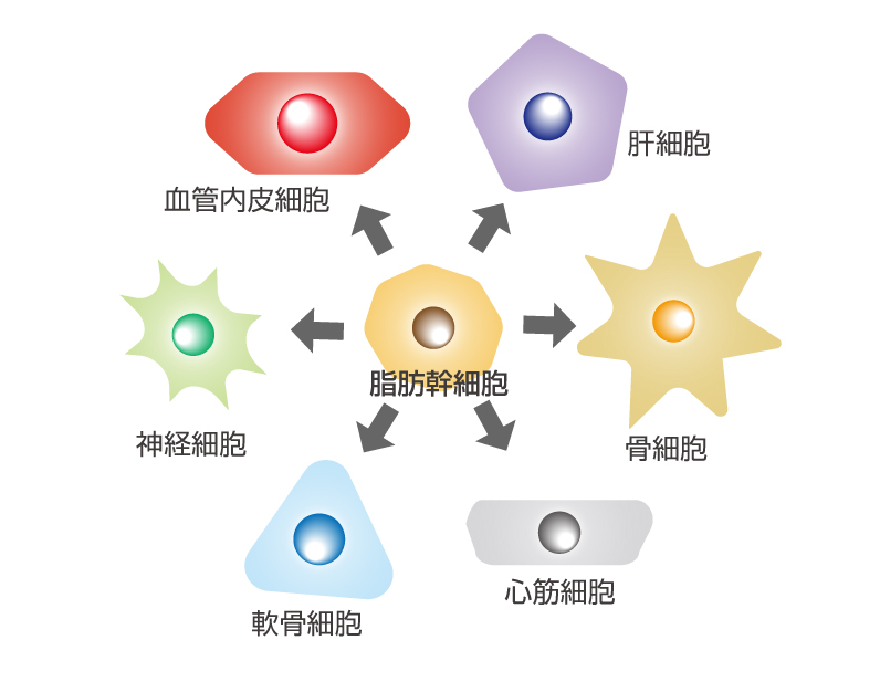 様々な細胞に分化する脂肪幹細胞