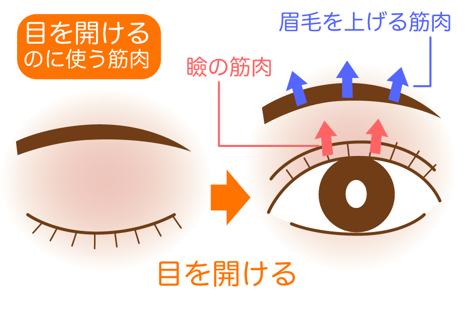 目を開けるための筋肉の解説イラスト
