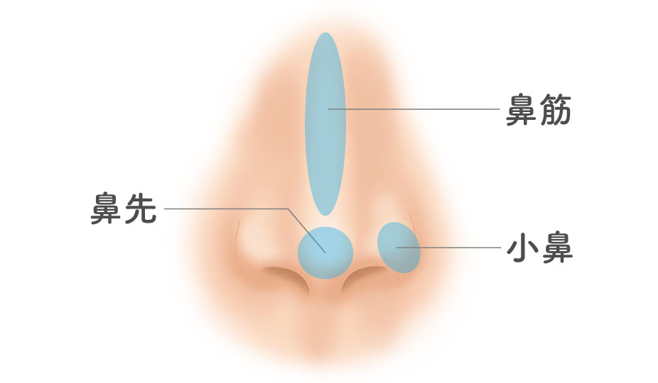 鼻の整形手術をする部位