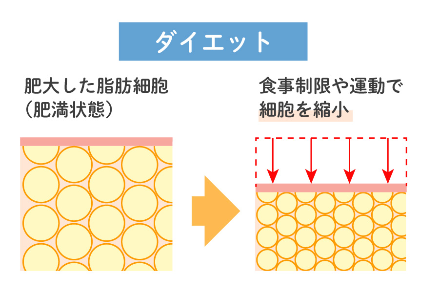 ダイエットによる脂肪細胞の変化と仕組み